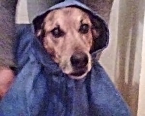 il cane edgardo e la pioggia