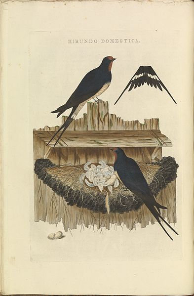 393px-Nederlandsche_vogelen_(KB)_-_Hirundo_rustica_(030b)