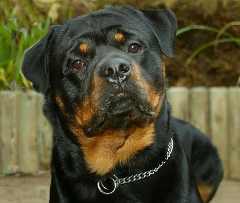 Rottweiler