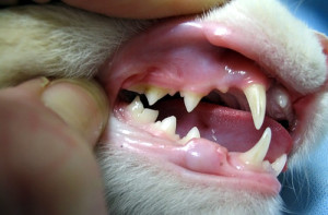 denti-del-gatto