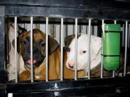 cuccioli in gabbia