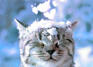 gatto-delle-nevi-usato1