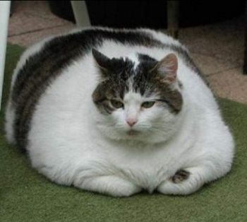 gatto obeso 2