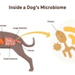 microbiota ultima