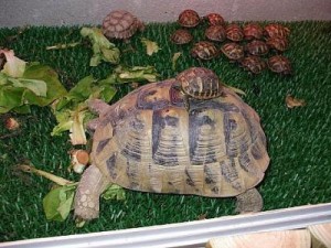 tartaruga_terrestre-e-piccoli