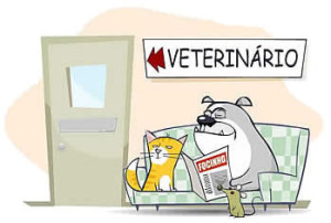 veterinario_per_gatti