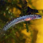Lepidogalaxias-salamandroides