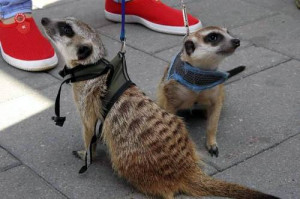 729b4e4d-ee8d-4e88-9a56-6417b4dd100b