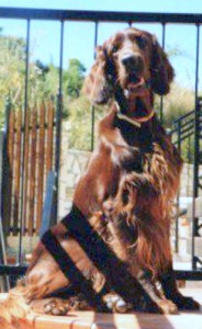 7448D11C-B201-43CB-8512-6E0A98D63295