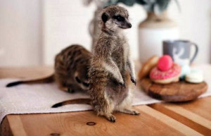 831d1574-6b0a-47a9-9985-82cb405e4e99