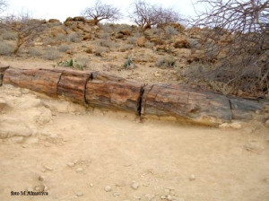 Tronco fossilizzato