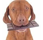 cane cioccolata