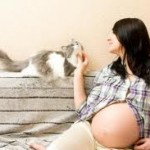 gatti e gravidanza