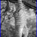 gattino sul ramo di salice