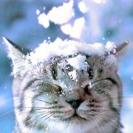 gatto-delle-nevi-usato1