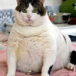 gatto-obeso artrosi 2