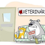 veterinario_per_gatti